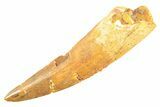 Fossil Spinosaurus Tooth - Real Dinosaur Tooth #297331-1